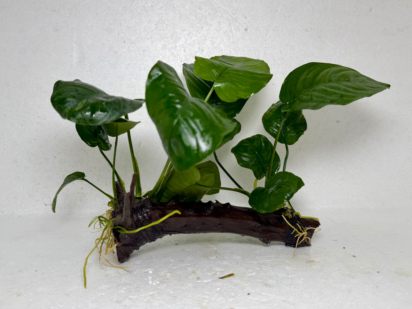 * Plants* Anubias Nana on Spiderwood #76