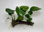 * Plants* Anubias Nana on Spiderwood #76
