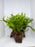 * Plants* Java Fern on Round coconut husk (cave) #JFRC6
