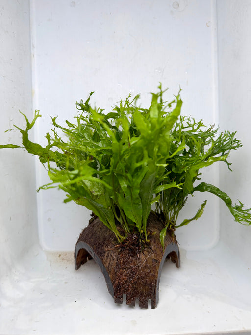 * Plants* Java Fern on Round coconut husk (cave) #JFRC6