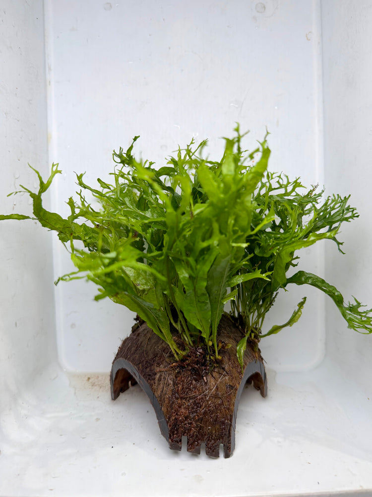 * Plants* Java Fern on Round coconut husk (cave) #JFRC6