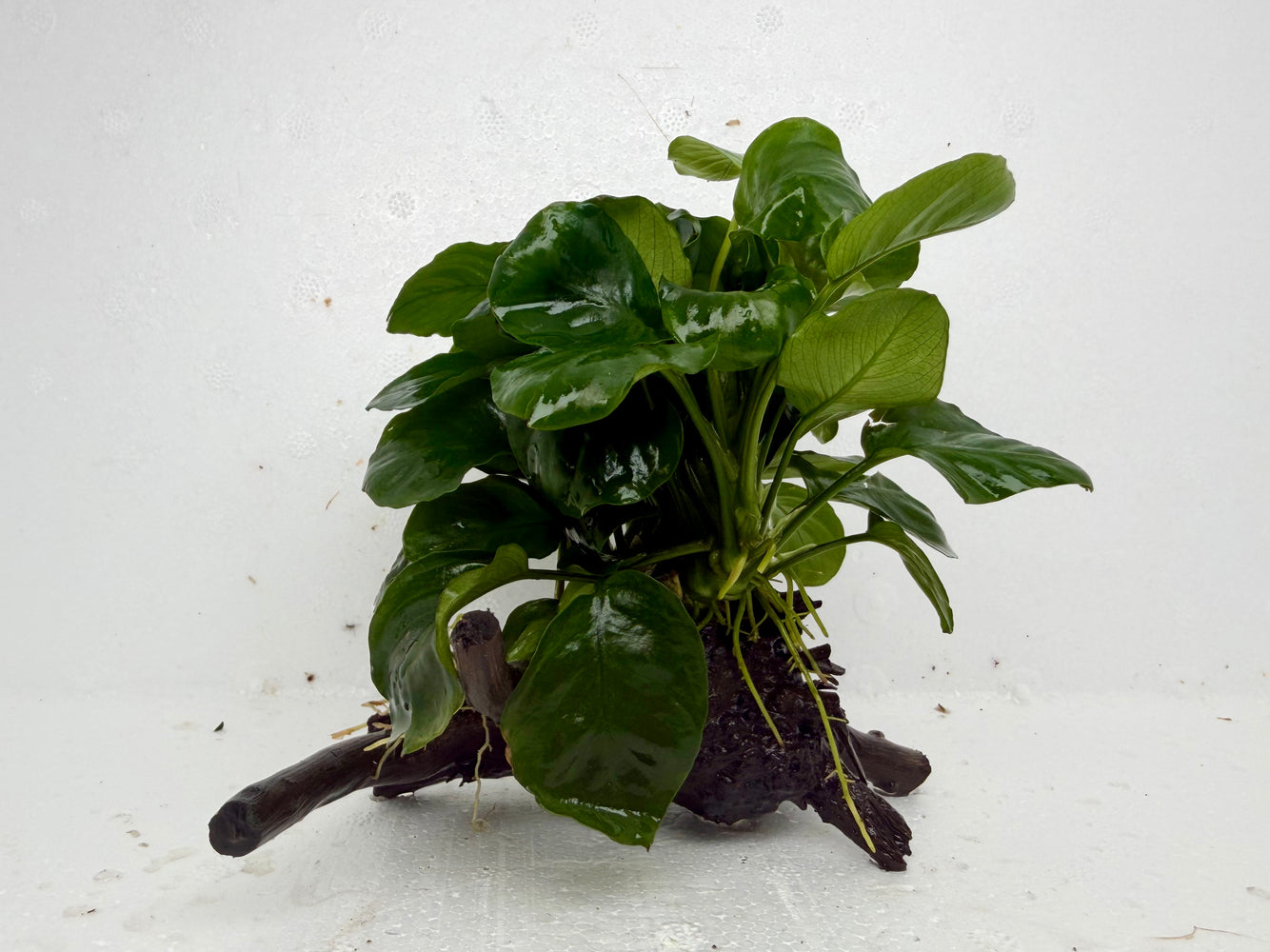 * Plants * Anubias Coin on Spiderwood #153