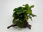 * Plants * Anubias Coin on Spiderwood #153