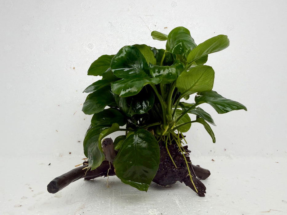 * Plants * Anubias Coin on Spiderwood #153