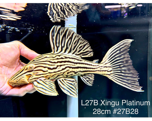 * Pleco *  Panaque armbrusteri (L27B Xingu) 28cm #27b28 (Actual piece)