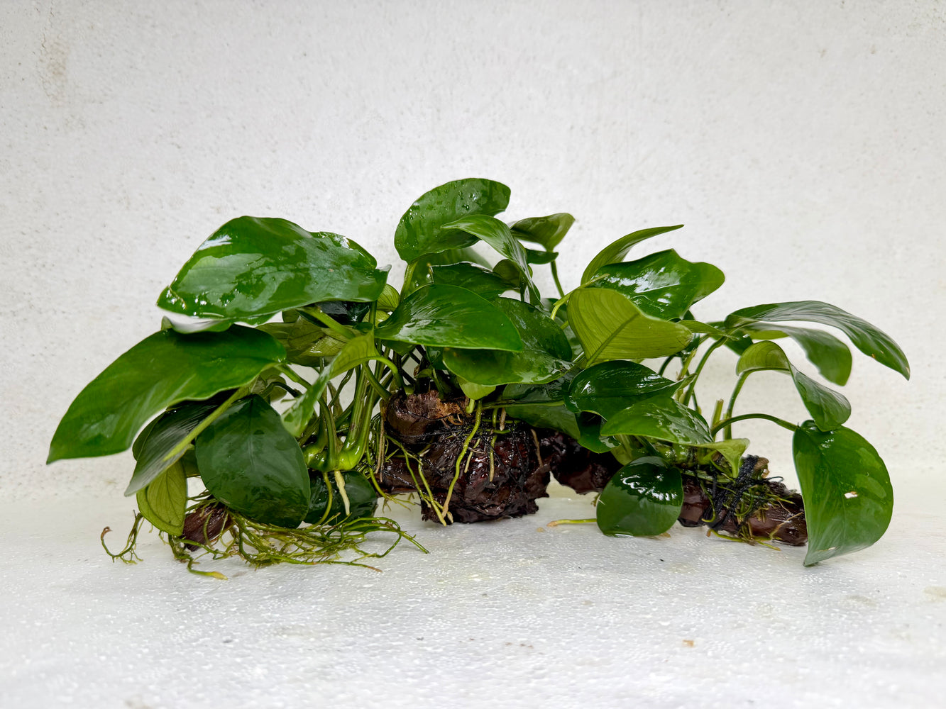 * Plants* Anubias Nana on Spider wood #22