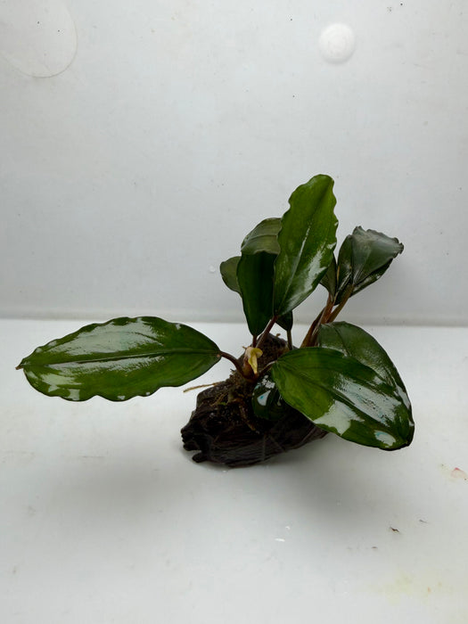 * Plants * Bucep sp. (Rock) (AA)