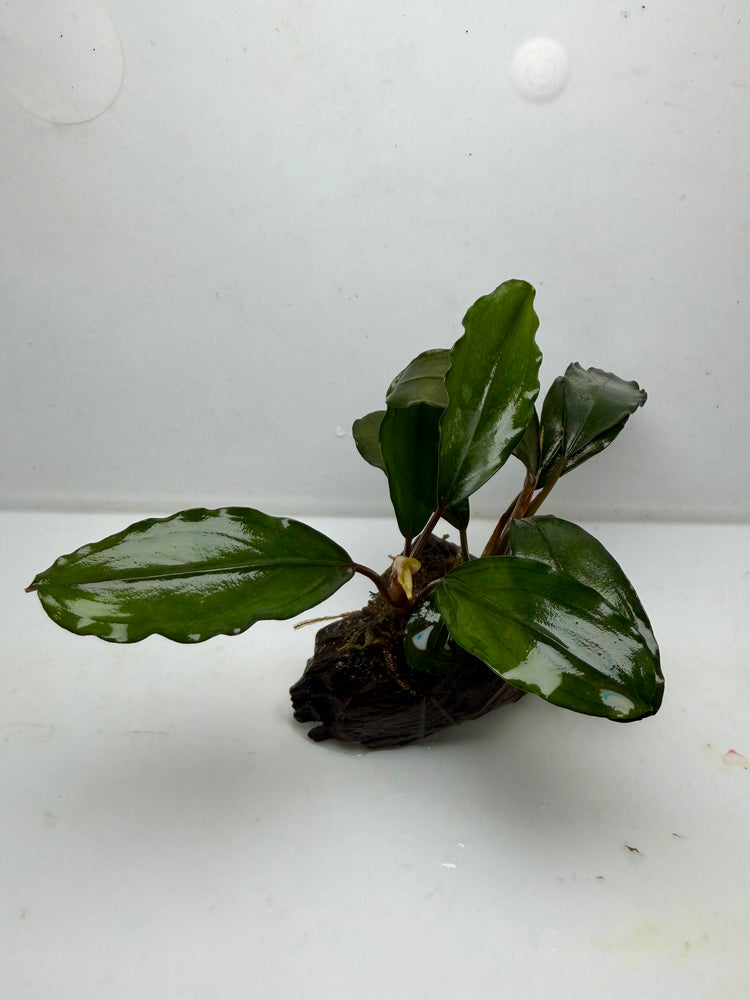 * Plants * Bucep sp. (Rock) (AA)