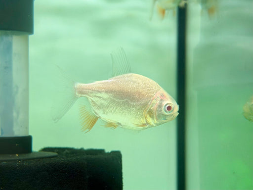 * Other Species * Piaractus brachypomus "Albino" (Albino Pacu) 5-7cm