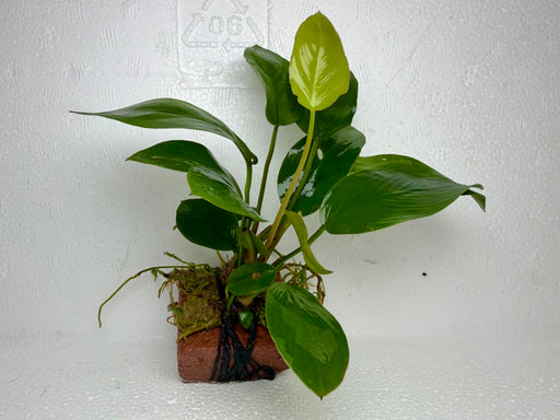 * Plants * Anubias Hastifolia on Rock #25