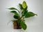 * Plants * Anubias Hastifolia on Rock #25