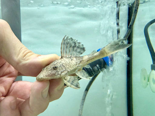 * Pleco * L37 6-8cm