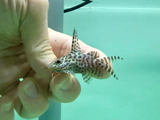 * Catfish *  Synodontis Eupterus “Balloon” (Balloon Featherfin Synodontis) 5-6cm