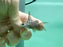 * Catfish *  Synodontis Eupterus “Balloon” (Balloon Featherfin Synodontis) 5-6cm