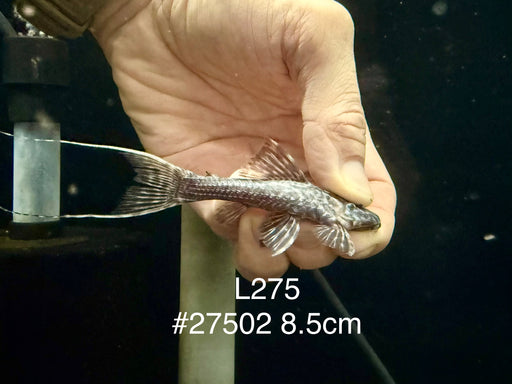 * Pleco *  Pseudacanthicus hystrix (L275 Tailstriped Cactus Pleco) 8.5cm #27502 (Actual piece)