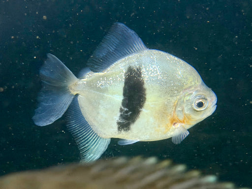 emperor blue hook fish * Other Species* Myloplus aylan EBH (Emperor hook) 18-23cm jzxonline Other Species* Myloplus aylan EBH