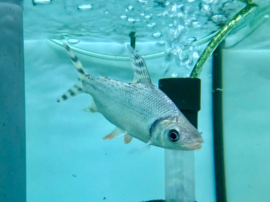 * Other Species * Semaprochilodus laticeps (FeiFeng) WILD 8-10cm