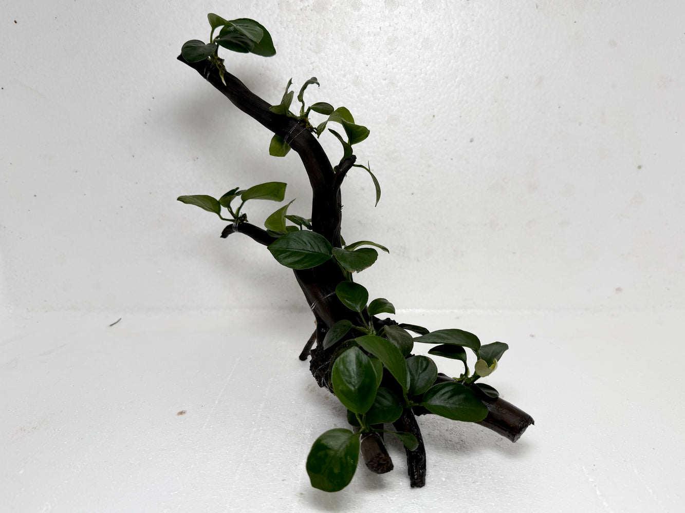 * Plants* Anubias Nana Bonsai #68