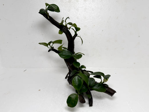 * Plants* Anubias Nana Bonsai #68