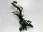 * Plants* Anubias Nana Bonsai #68