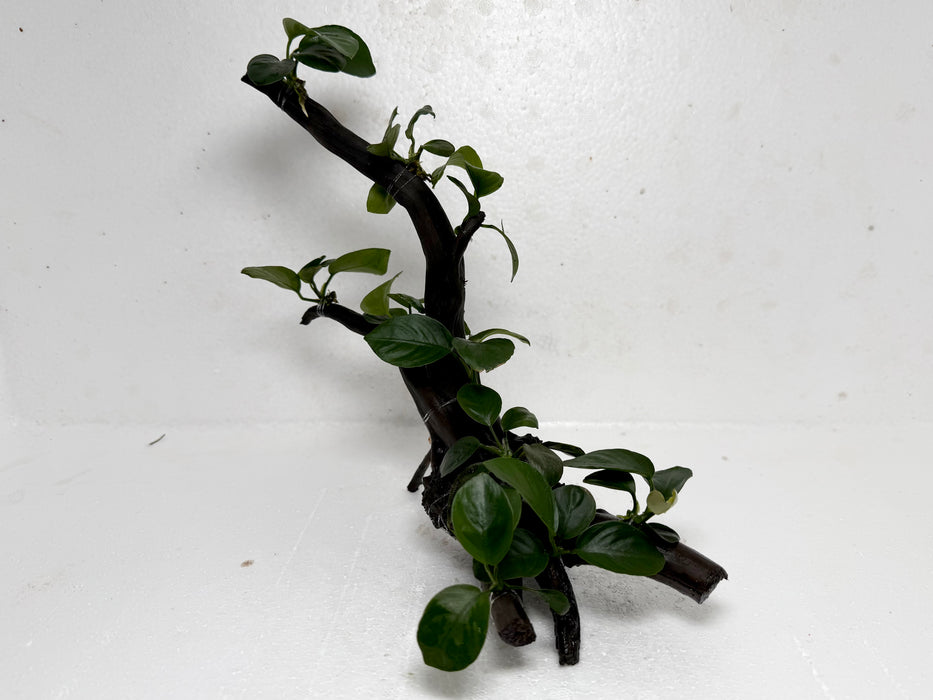 * Plants* Anubias Nana Bonsai #68