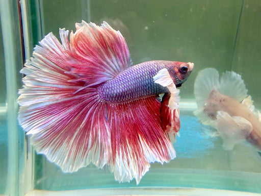 * Betta * HM Halfmoon (Actual Fish) #04