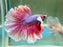 * Betta * HM Halfmoon (Actual Fish) #04