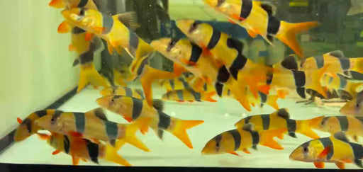 * Other Species * Clown Loach 4cm (10 pieces)