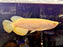 * Arowana * Albino Crossback Arowana 22-24cm