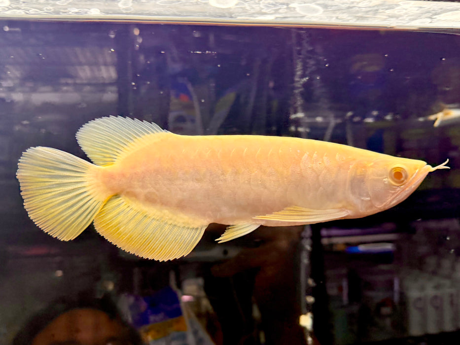 * Arowana * Albino Crossback Arowana 22-24cm