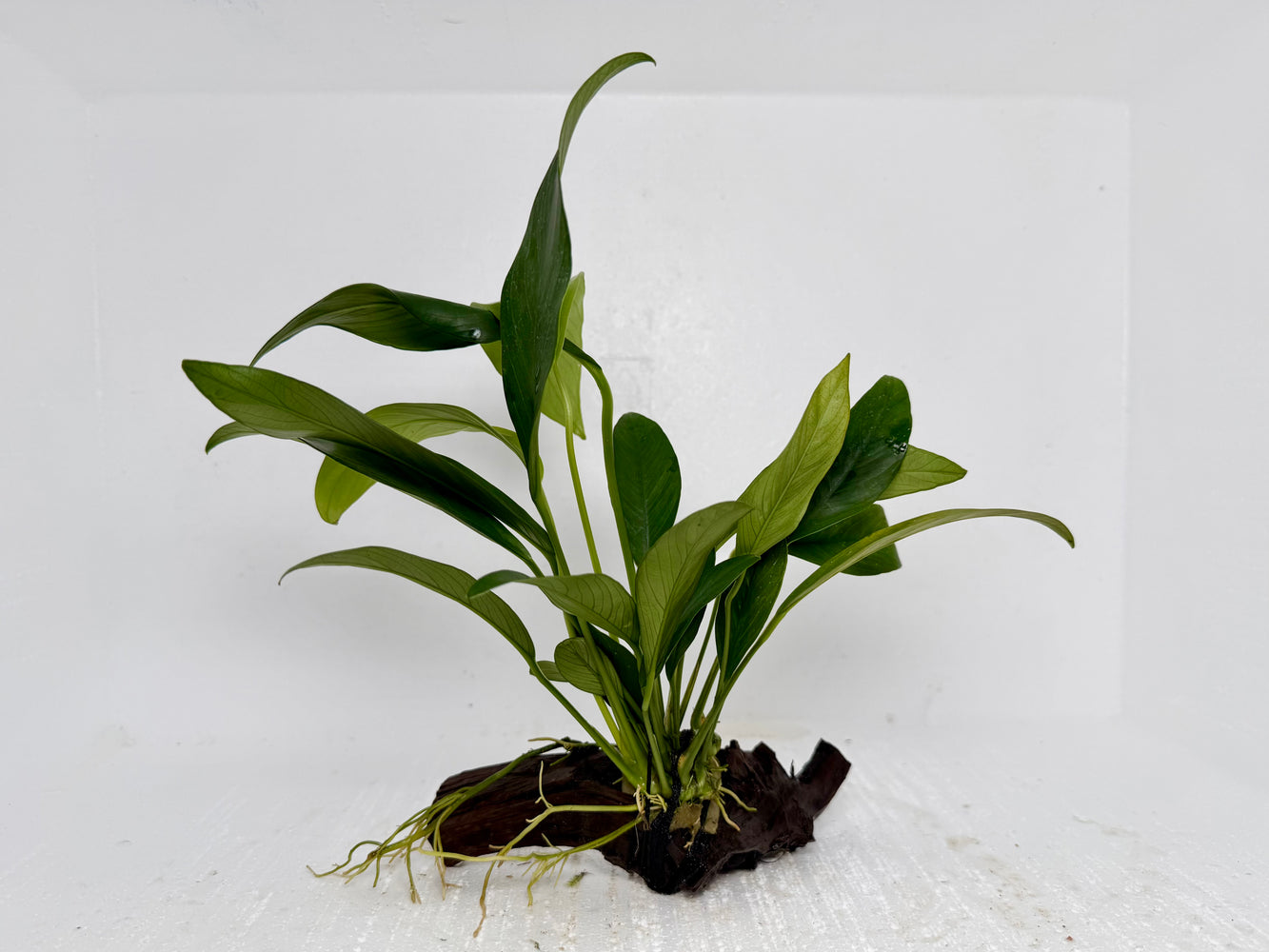 * Plants* Anubias Nana On Spiderwood #47