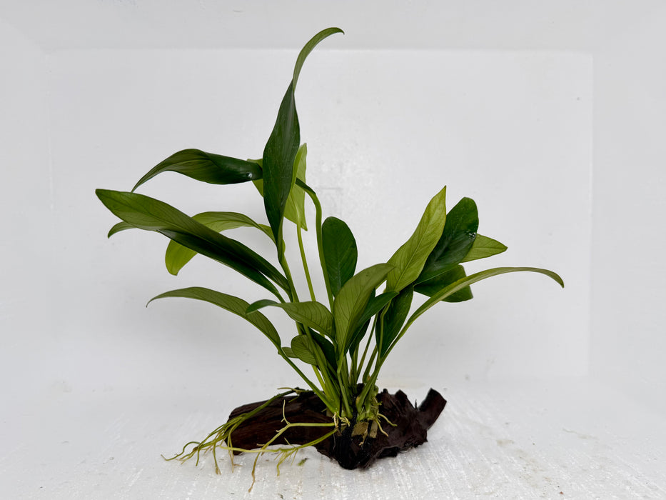 * Plants* Anubias Nana On Spiderwood #47