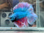 * Betta * Junior DTHM Doubletail Halfmoon (Actual Fish) #37