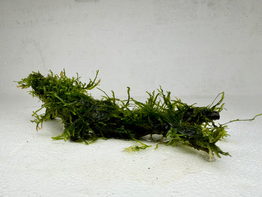 * Plants * Java Moss on Spiderwood #07
