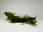 * Plants * Java Moss on Spiderwood #07