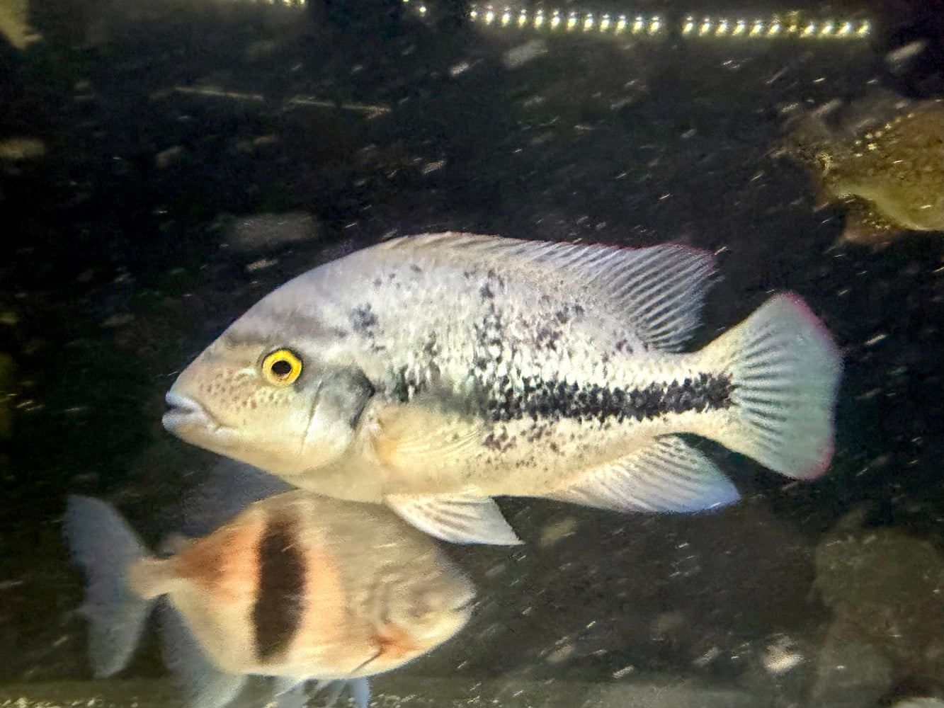 * Cichlids *  Vieja coatzacoalcos (Coatza Cichlid) 15-17cm