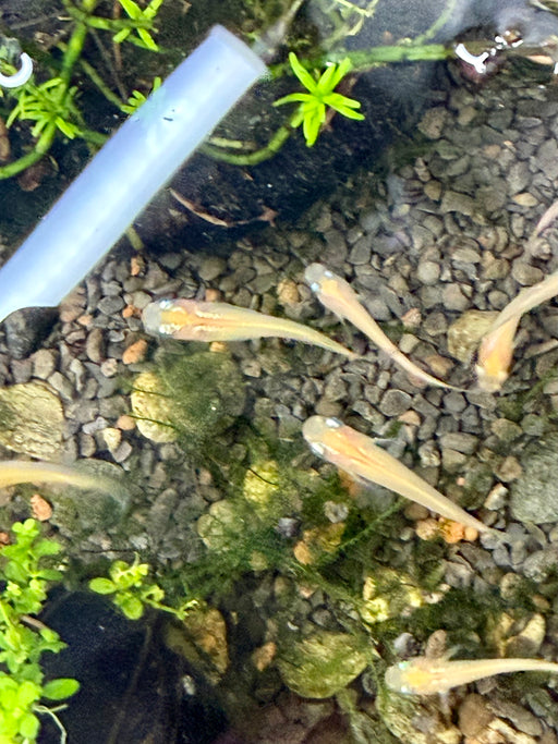 * Tetra * Youkihi Medaka Ricefish