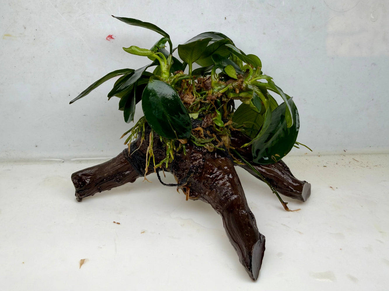 * Plants * Anubias Nana on Spiderwood #143