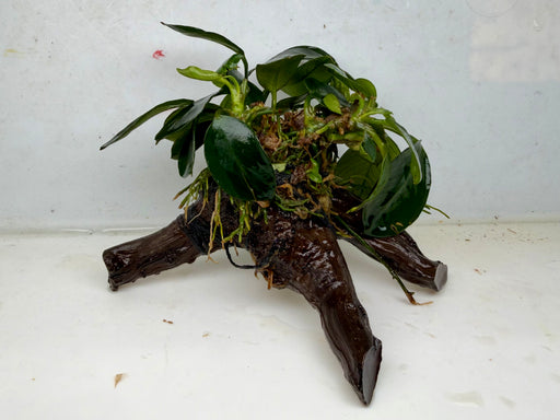 * Plants * Anubias Nana on Spiderwood #143