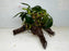 * Plants * Anubias Nana on Spiderwood #143
