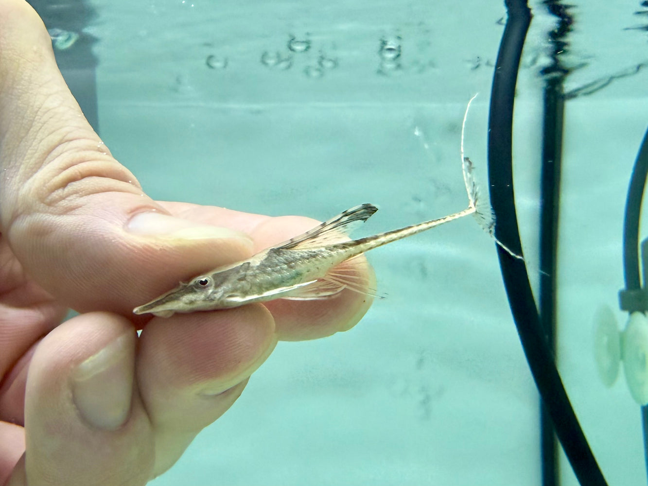 * Pleco *  Sturisoma sp. Royal Whiptail 8-10cm