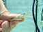 * Pleco *  Sturisoma sp. Royal Whiptail 8-10cm