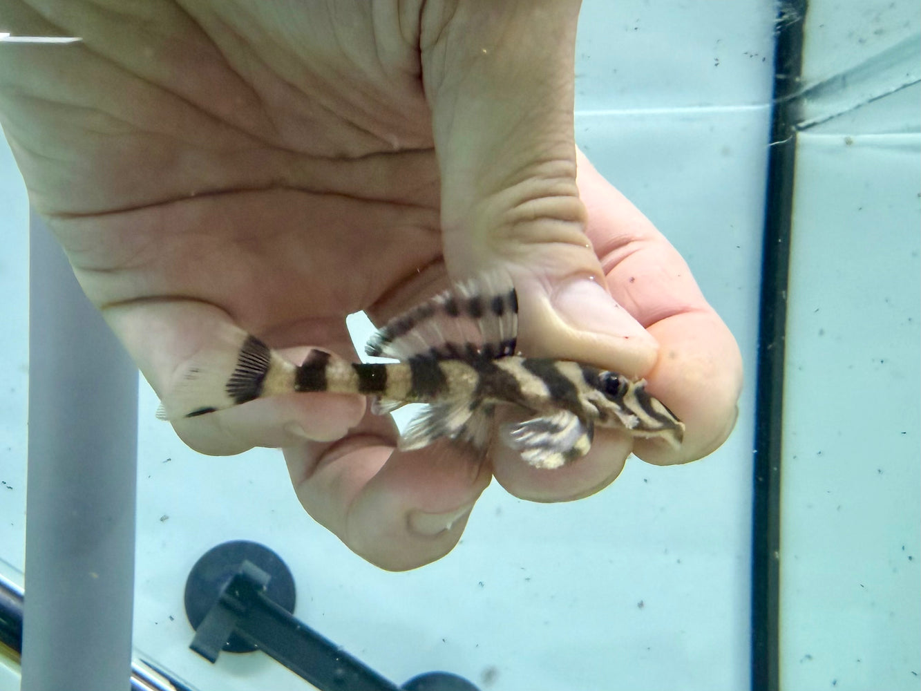 * Pleco * Dekeyseria picta (L52) Butterfly Pleco 6-8cm