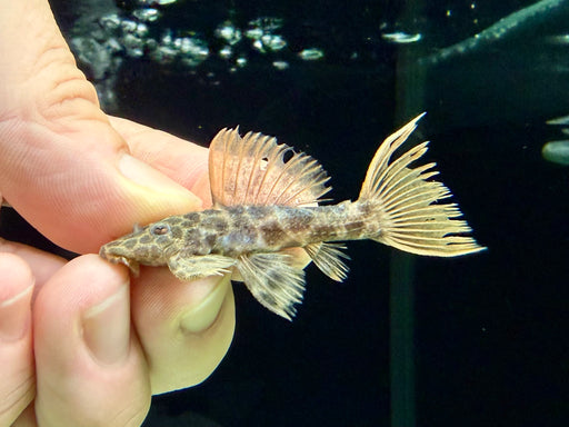 * Pleco * L114 4-6cm