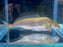 * Other Species * Mormyrus Rume "Platinum" (Platinum Dolphinfish) 10-12cm