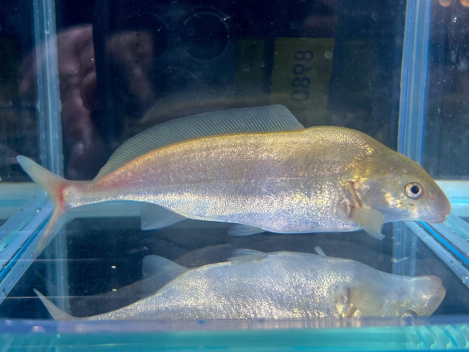 * Other Species * Mormyrus Rume "Platinum" (Platinum Dolphinfish) 10-12cm