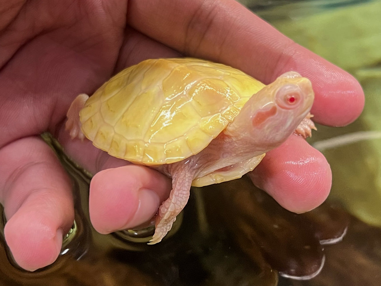 * Other Species * Albino Red Ear Slider (RES) Terrapin