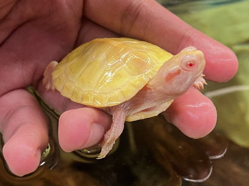 * Other Species * Albino Red Ear Slider (RES) Terrapin