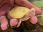 * Other Species * Albino Red Ear Slider (RES) Terrapin