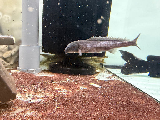 * Other Species * Mormyrus Rume (Freshwater Dolphinfish) 8-10cm